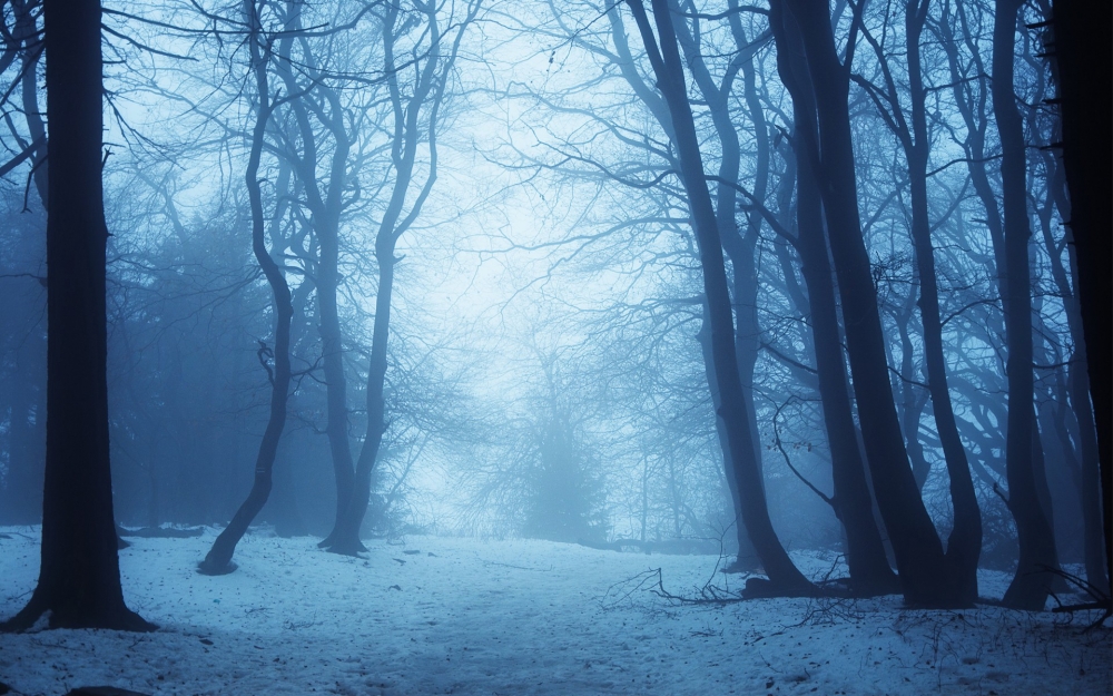 唯美朦胧冬日白雪的森林风景壁纸