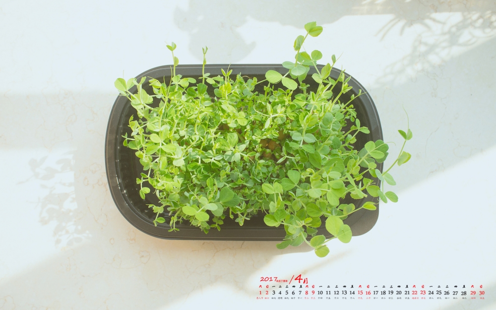 2017年4月小清新静物植物日历壁纸