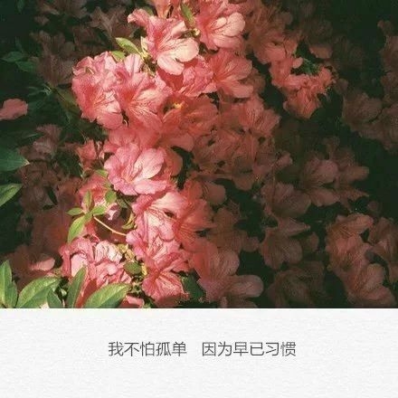 我不怕孤单，因为早已习惯