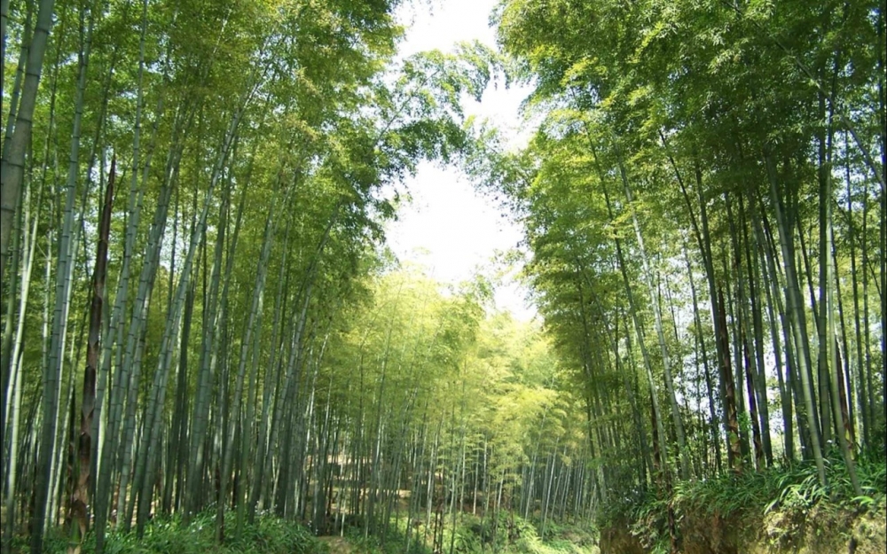 风景竹 竹林图片美丽风景电脑壁纸