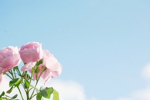 玫瑰花朵小清新唯美图片
