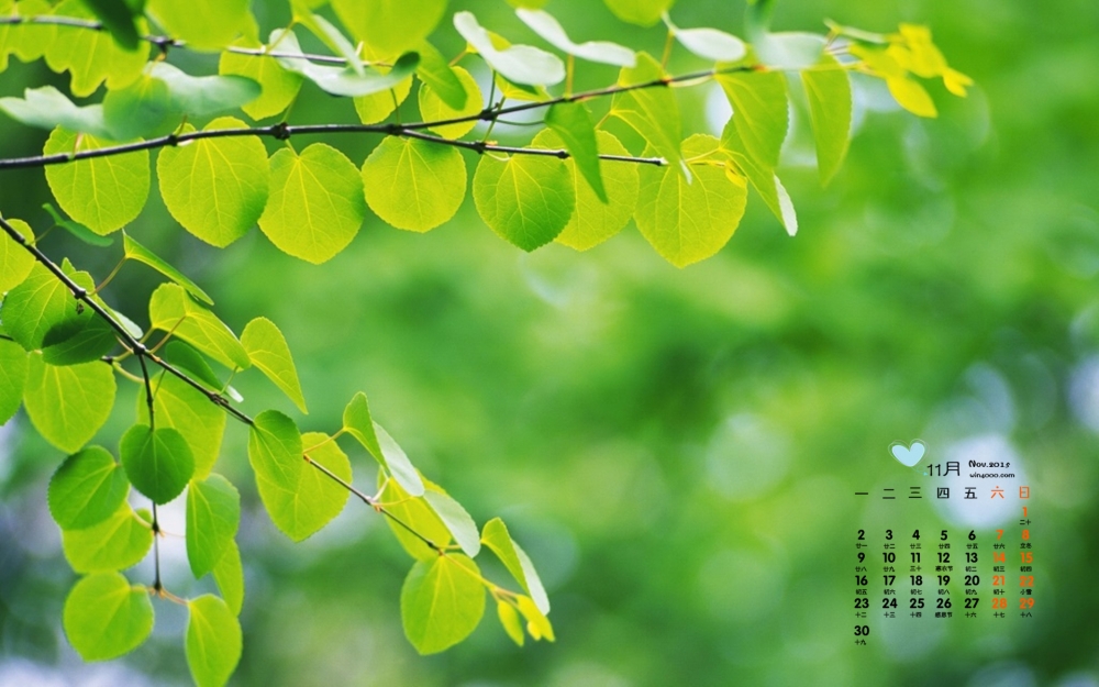 2015年11月日历绿色竹子高清壁纸2下载