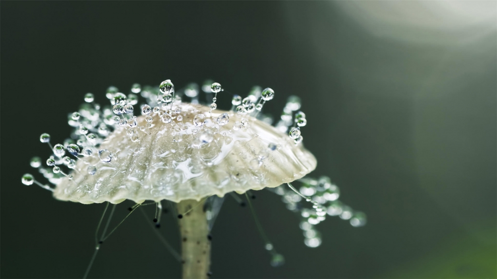 夏天的露珠唯美风景图片大全