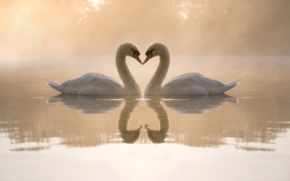 精选浮在湖面上的两只爱心白天鹅唯美素材图片电脑桌面壁纸下载