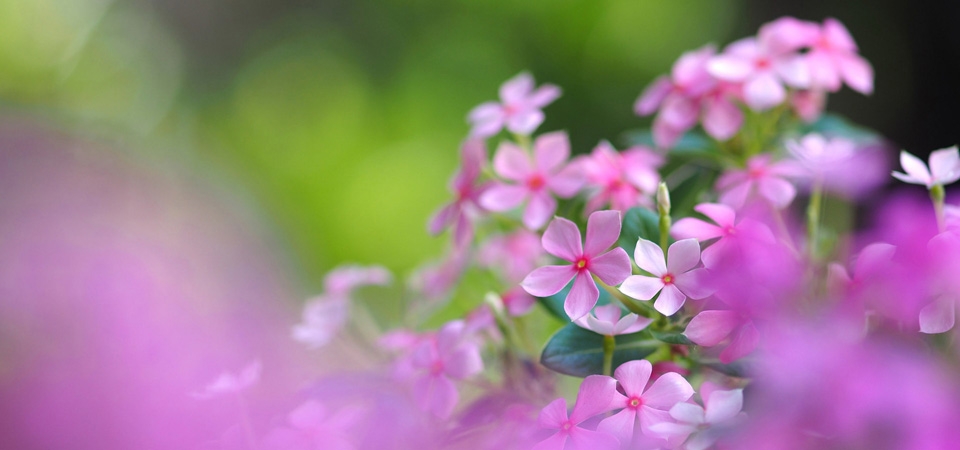 花序,花瓣,粉色白色小花,美丽的鲜花桌面壁纸