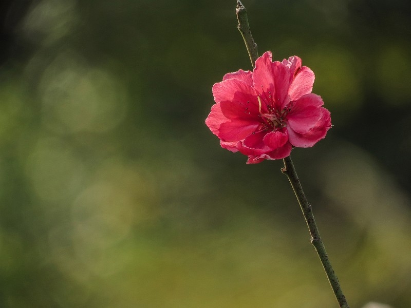 艳丽的桃花图片