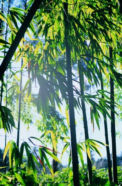 唯美南山竹海清新风景图片