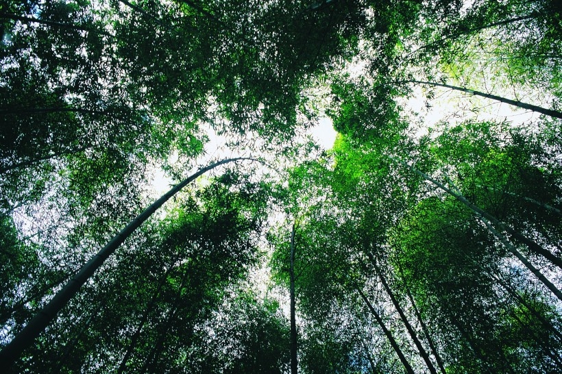 唯美南山竹海清新风景图片