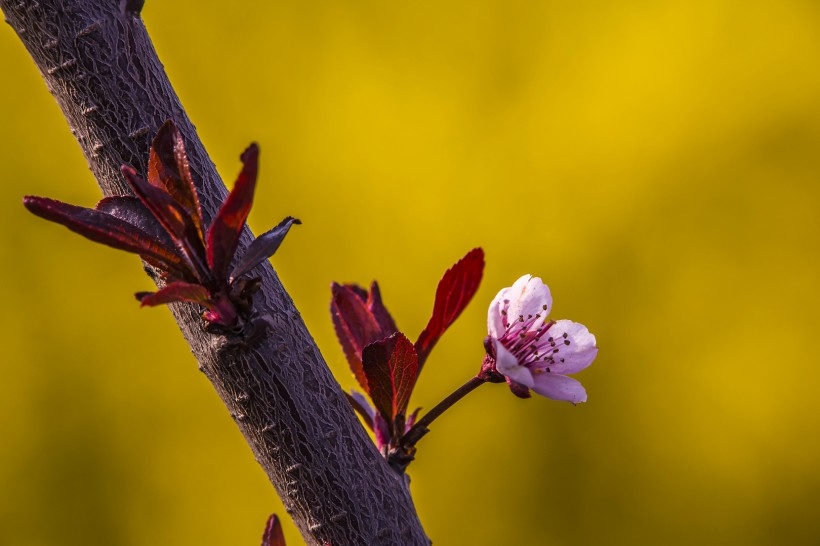 李花图片