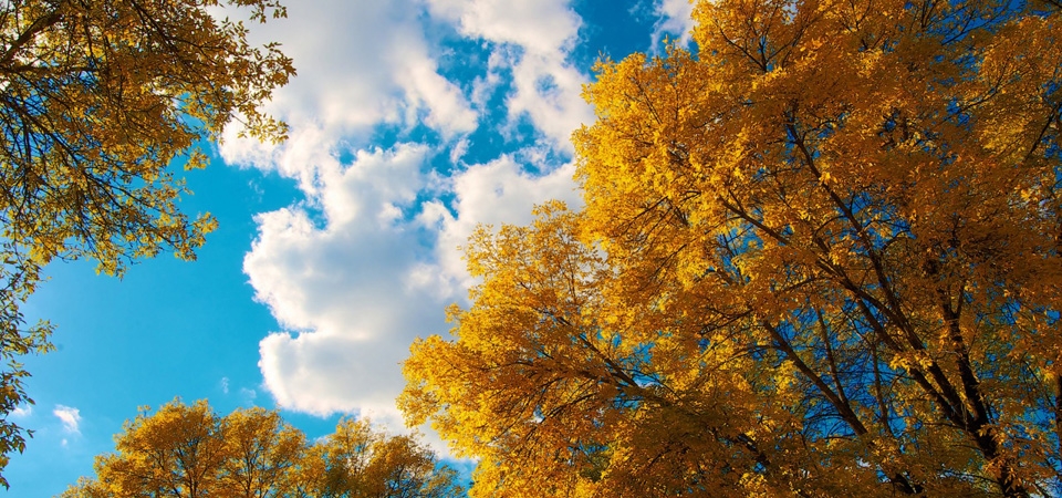 秋天的天空，云，树，树叶，自然风景壁纸