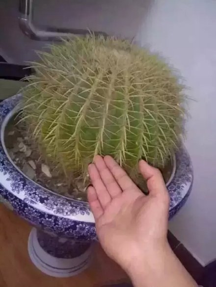我就问一遍我有没有圣诞礼物