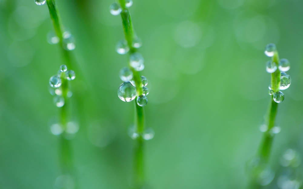 清新绿色护眼植物露珠高清桌面壁纸