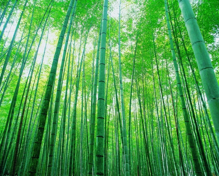 唯美南山竹海清新风景图片