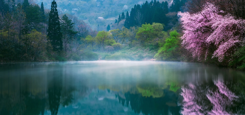 春天 樱花 湖 树木 雾 美丽的日本风景桌面壁纸