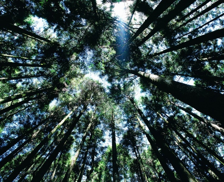唯美南山竹海清新风景图片