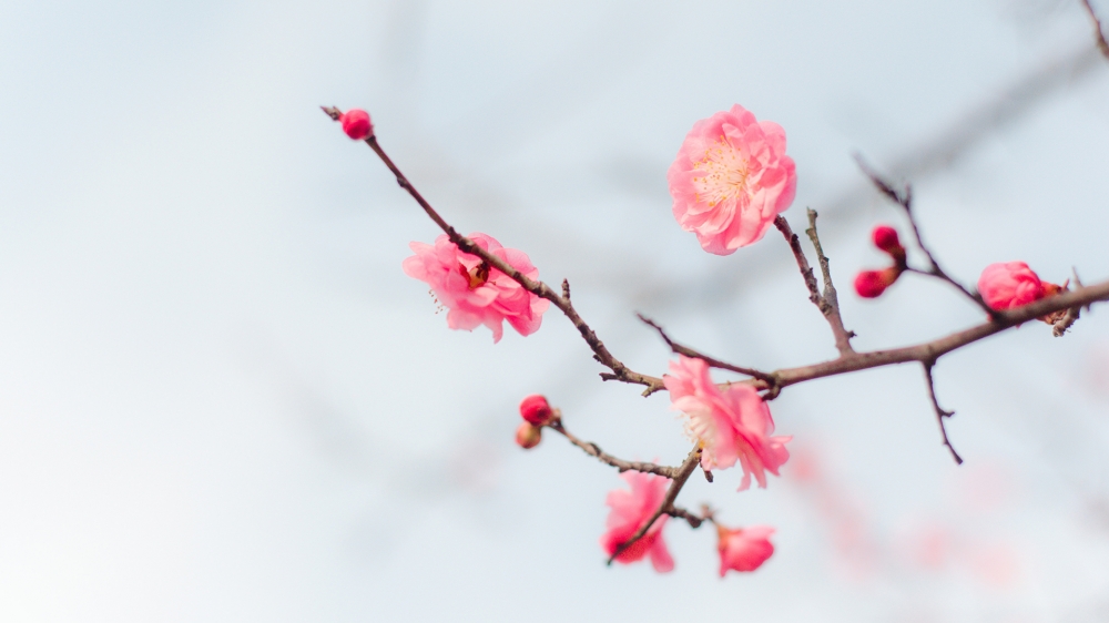 春天里的花儿唯美花卉风景美图桌面壁纸