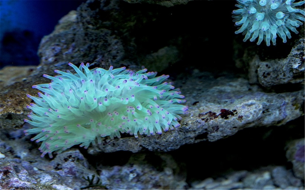 海底世界珊瑚壁纸图片