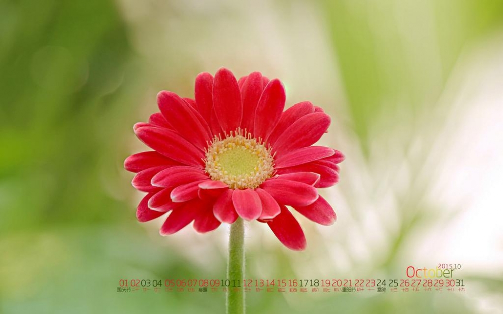 清新的10月花儿日历