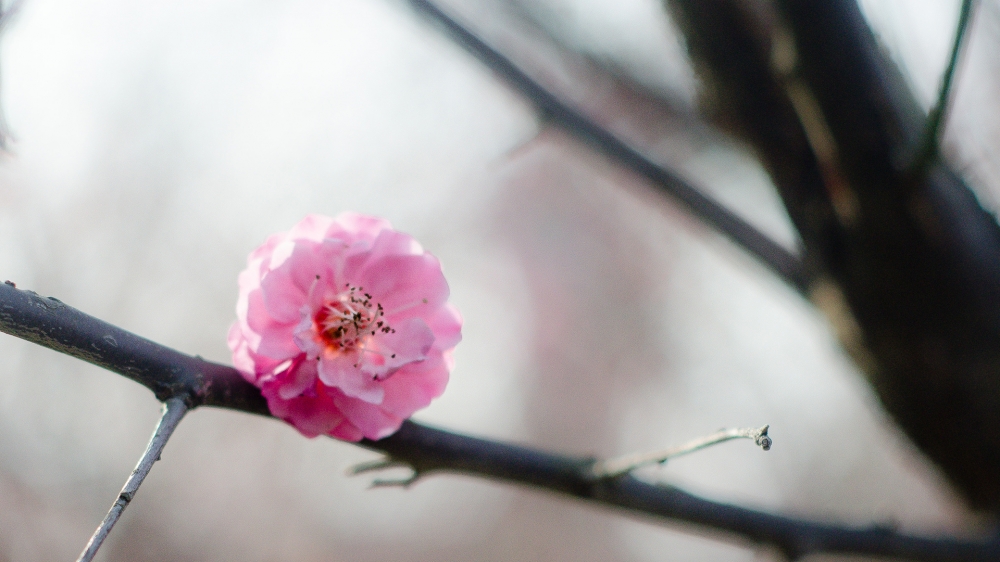 春天里的花儿唯美花卉风景美图桌面壁纸