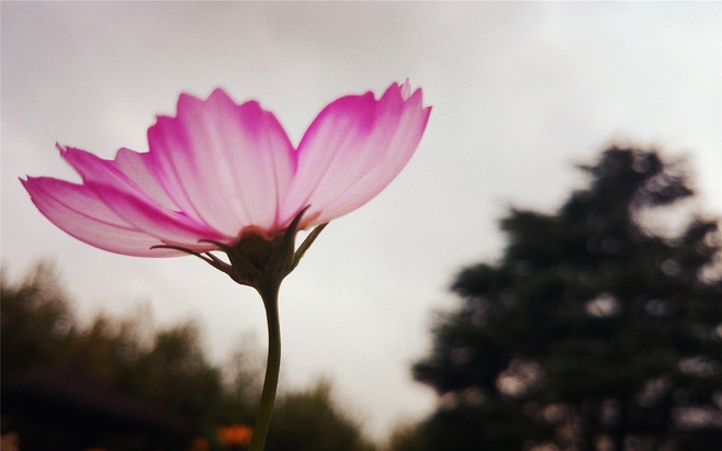 旧时民谣伴心声 唯美的鲜花LOMO图集