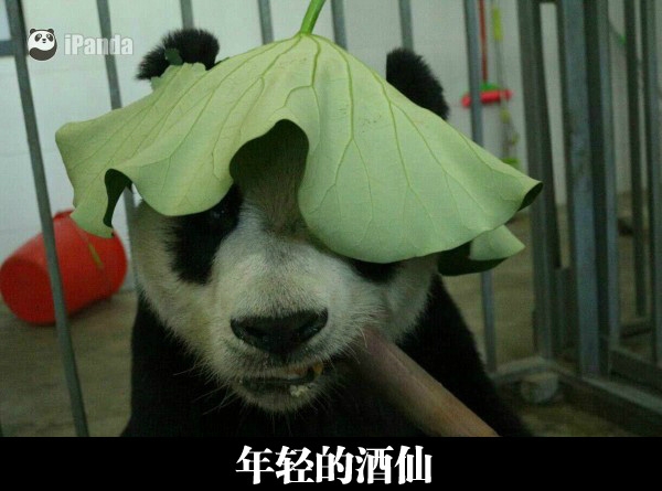 效果：把笼子外的一只熊猫回到笼子里
