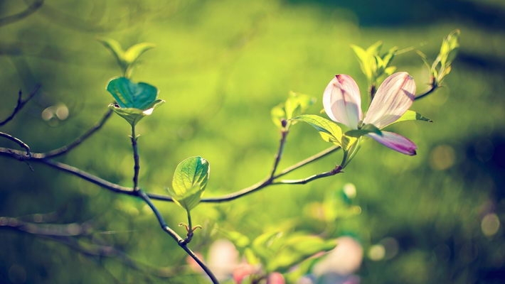 春暖花开电脑桌面壁纸