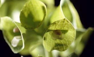 植物花卉纹理图片