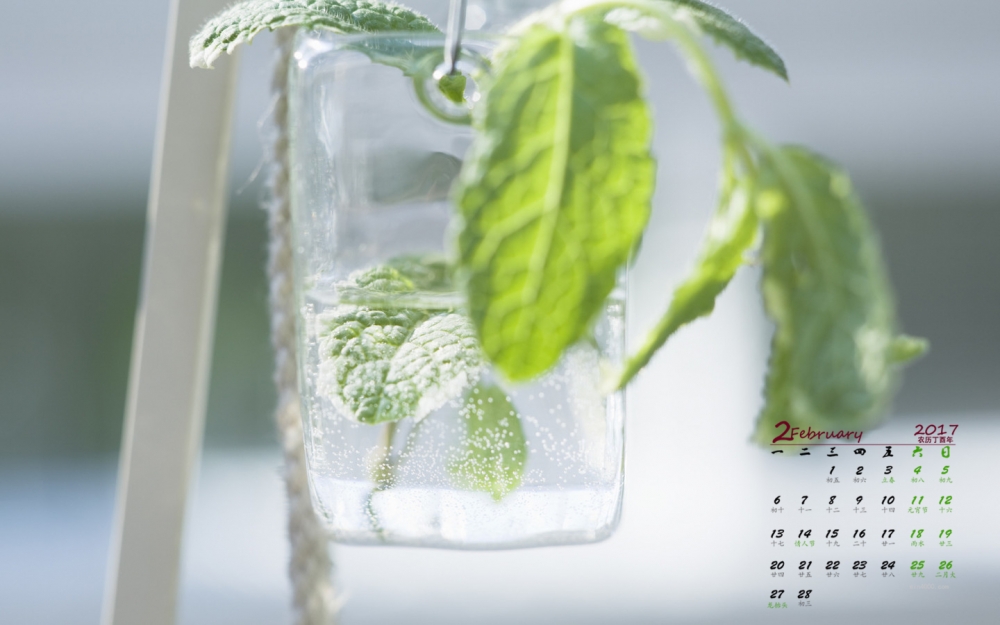 2017年2月室内绿色植物简约桌面日历壁纸  第二辑