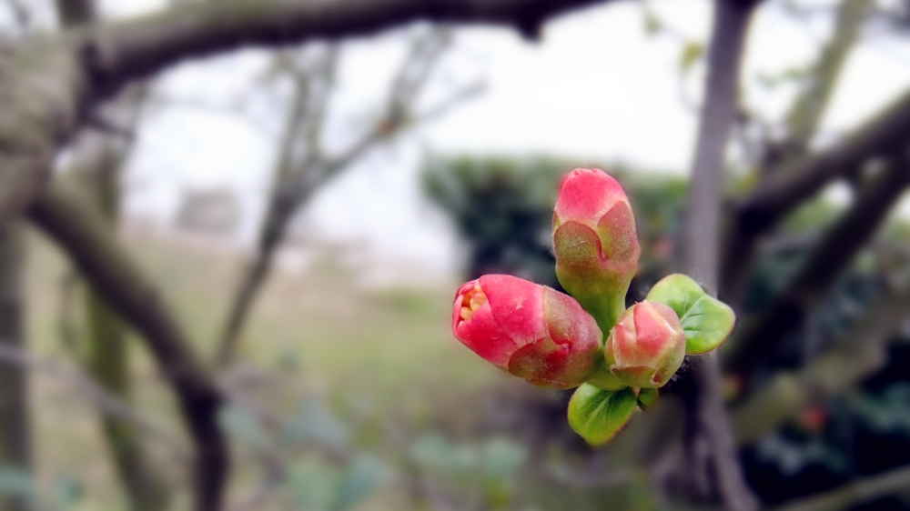 春之花苞