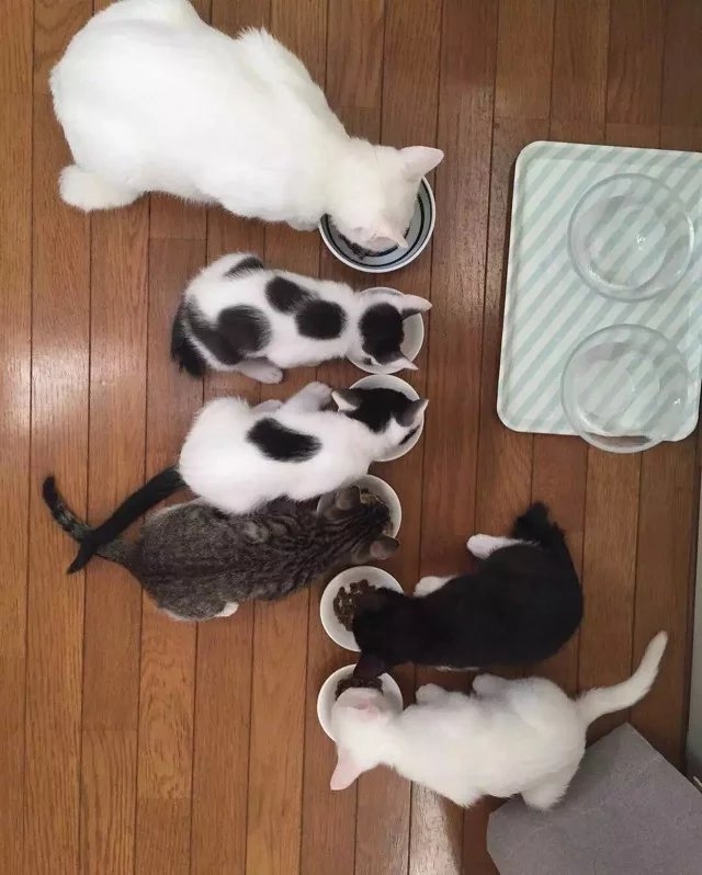 可爱の喵星人