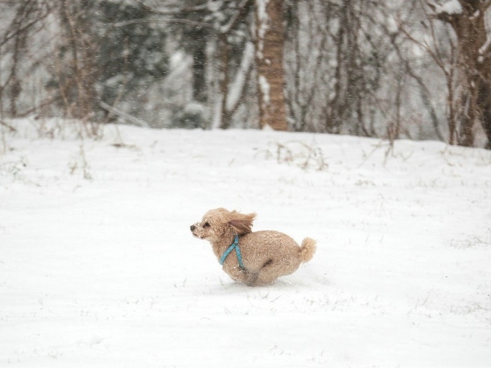 冬季雪地里的小狗摄影高清电脑壁纸