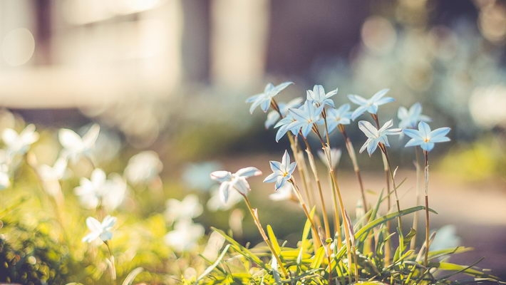 春暖花开电脑桌面壁纸