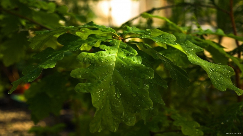 植物上的露珠特写