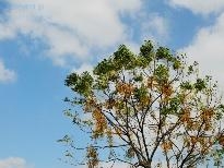 冬日的芒花