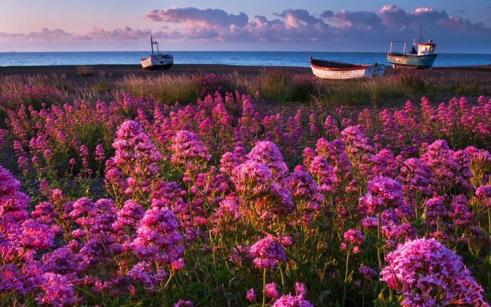 精选夕阳下花海边停泊的小船唯美欧洲风景高清桌面壁纸下载