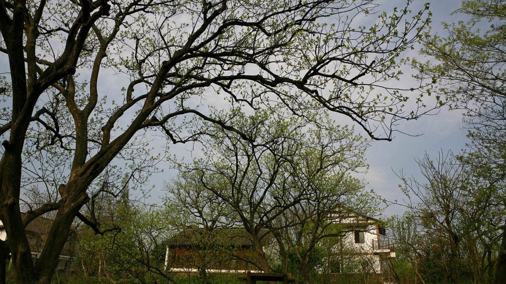 西溪湿地公园