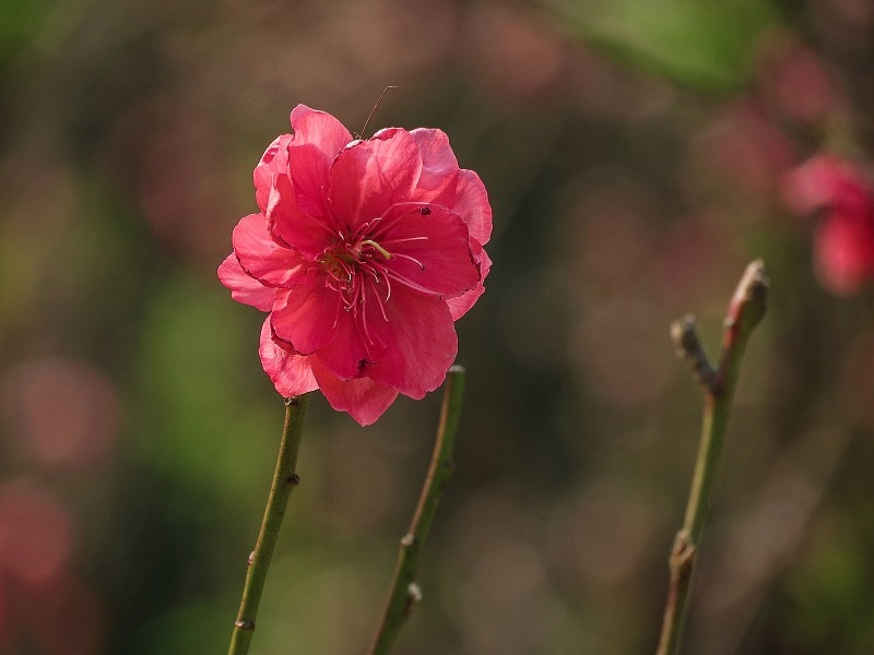 艳丽的桃花图片