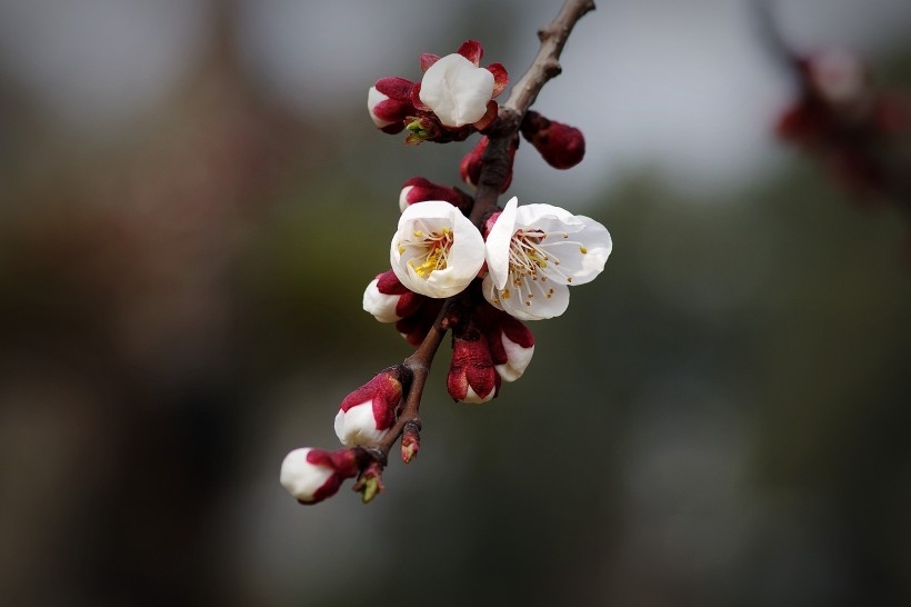 纯洁的杏花图片