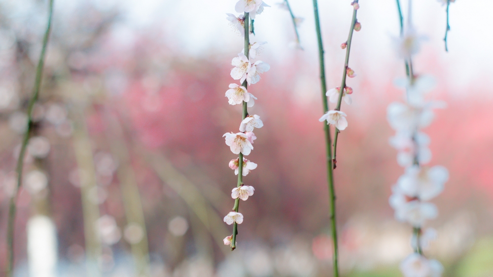 春天里的花儿唯美花卉风景美图桌面壁纸