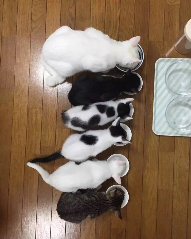 可爱の喵星人