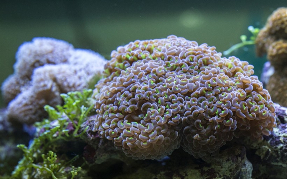 海底世界珊瑚壁纸图片