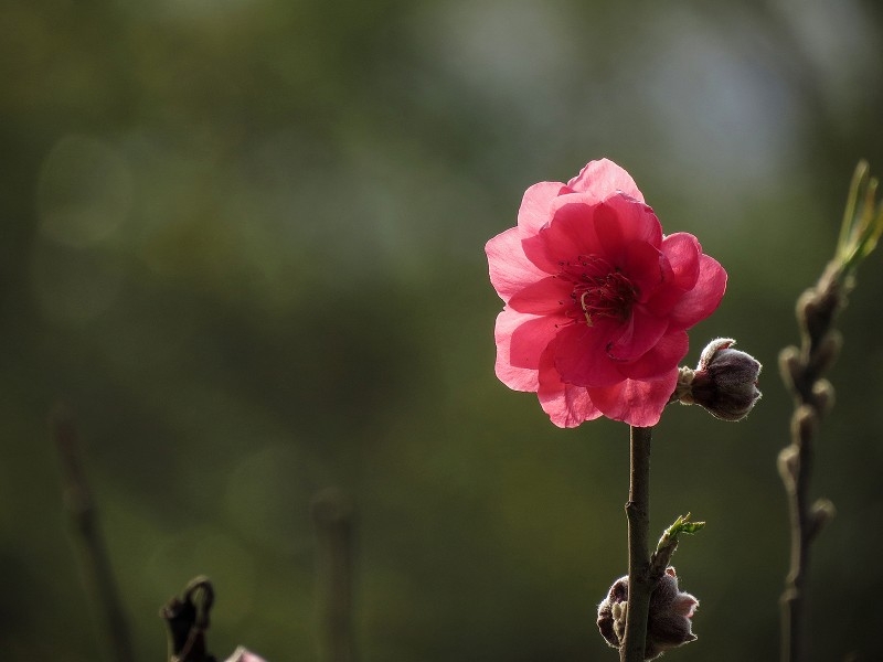 艳丽的桃花图片