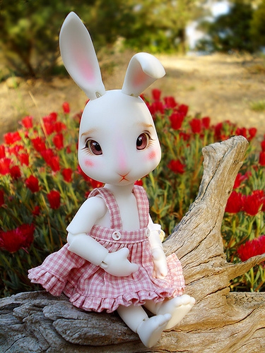 萌萌的兔子小清新照片 可爱害羞的兔子娃娃