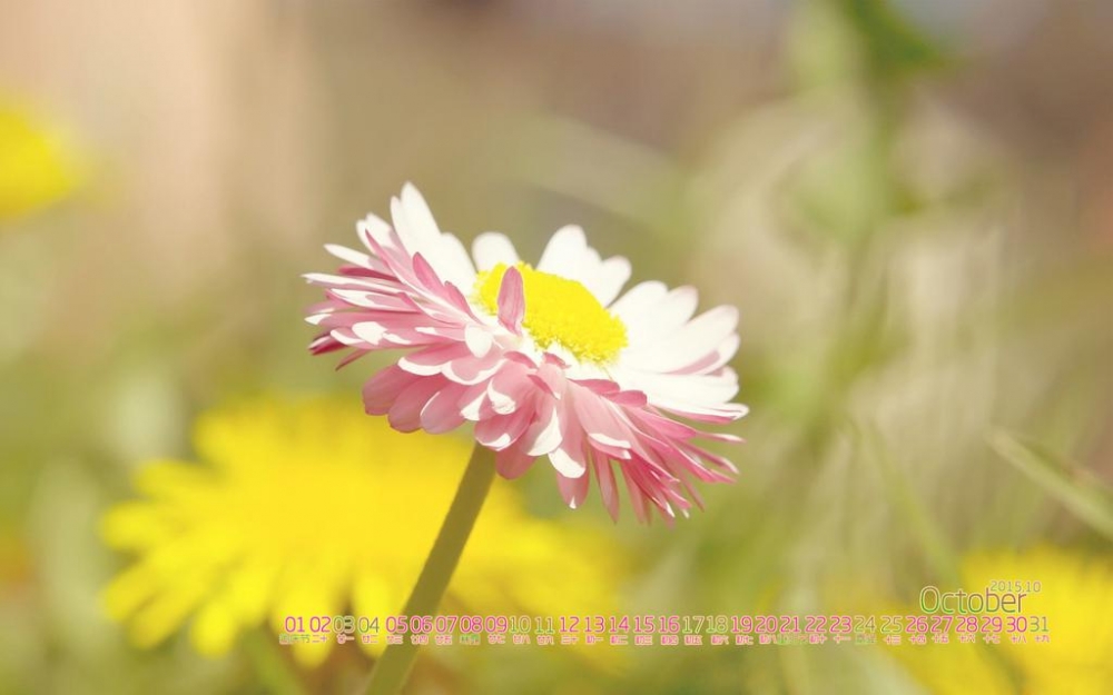 清新的10月花儿日历