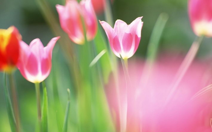 高清鲜花绿叶桌面壁纸