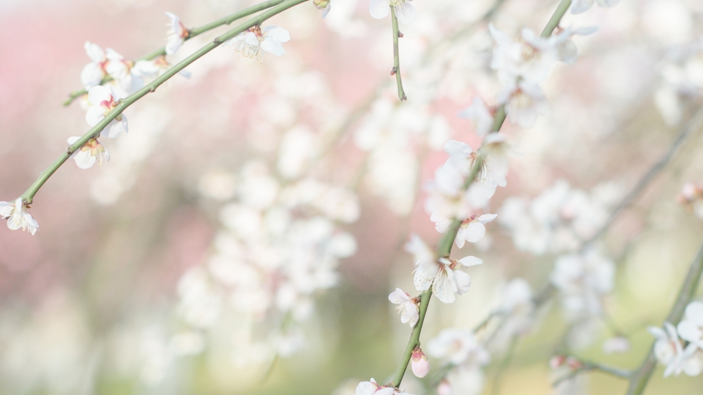 春天里的花儿唯美花卉风景美图桌面壁纸