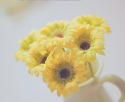 陌上花开，缓缓归矣