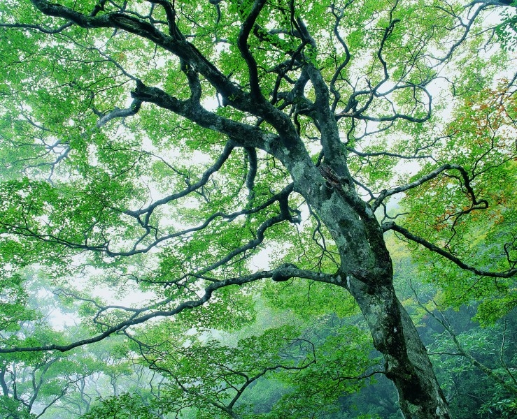 唯美南山竹海清新风景图片
