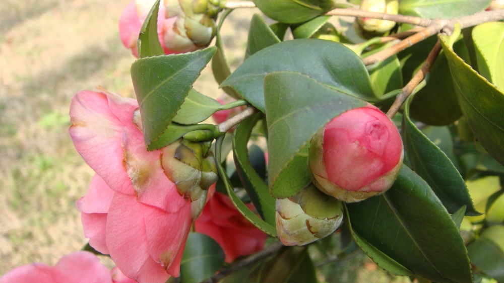 摄影缤纷艳丽的山茶花清新花草图片