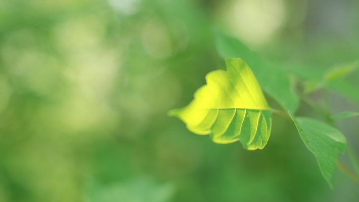 春天绿草护眼高清桌面壁纸